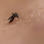 Com 102 mortes, chikungunya tem letalidade maior que dengue no Brasil