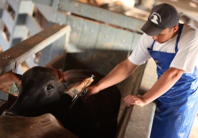 Prazo para notificar vacinação contra febre aftosa é prorrogado no AM