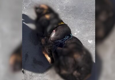 VÍDEO: Cachorro é amarrado e jogado morto em rua de Manaus