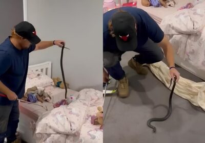VEJA VÍDEO: Cobra venenosa causa pânico ao ser encontrada em cama de criança