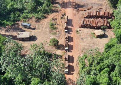 Desmatamento cai 11,6% no Brasil em 2023, aponta MapBiomas