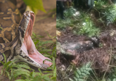 VÍDEO: Mulher é encontrada morta dentro de cobra píton de 5 metros