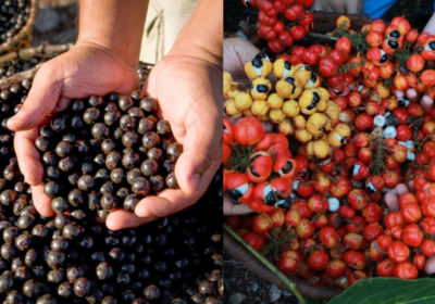 Açaí e guaraná estão entre as melhores frutas globais, aponta guia internacional