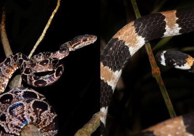 Dia Mundial da Serpente: Inpa tem evento gratuito sobre cobras na Amazônia