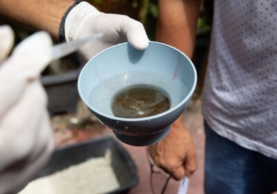 MÉDIO RISCO: Manaus tem 26 bairros com alta vulnerabilidade para o Aedes