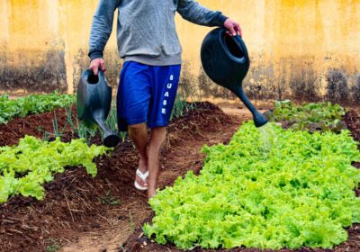 PL inclui plantio de árvores, jardins e hortas entre as medidas socioeducativas