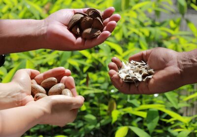 Uso indiscriminado do conceito de bioeconomia pode prejudicar a Amazônia