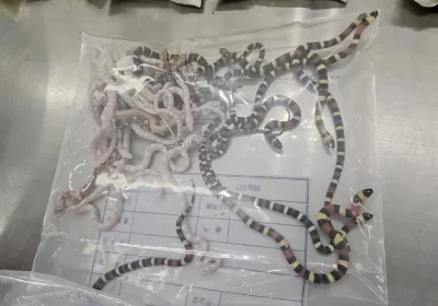 VÍDEO: Homem tenta contrabandear 100 cobras vivas escondidas em suas calças