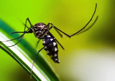 Brasil ultrapassa marca de 5 mil mortes por dengue