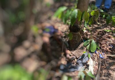 Corpo com corda enrolada no pescoço é encontrado em área de mata em Manaus