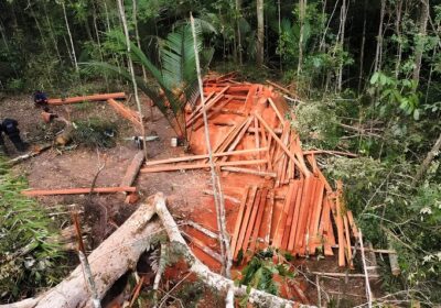 Crime ambiental: grupo é preso por extração ilegal de madeira no AM