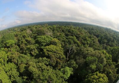 Desmatamento cai 46,9% no Amazonas em um ano, aponta Inpe