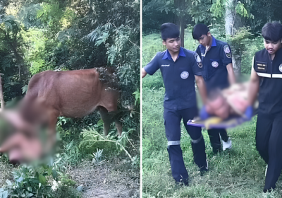 Homem nu é atacado por vaca após tentar abusar do animal em floresta; entenda