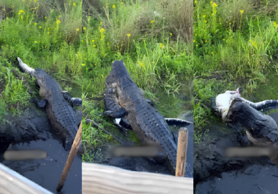 Vídeo mostra crocodilo canibal devorando outro em lago; VEJA