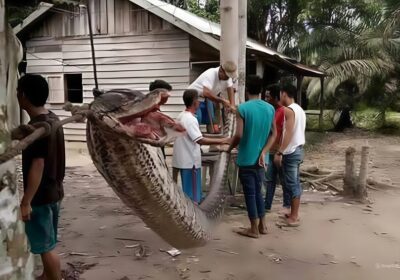 Marido encontra mulher morta sendo engolida por cobra de cinco metros