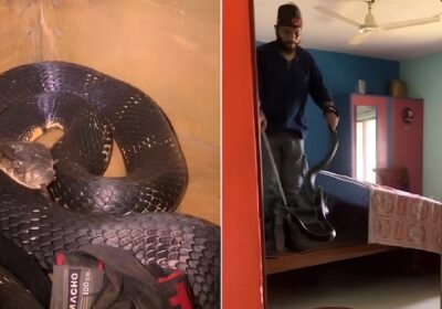 Morador encontra serpente venenosa de 2,7 m escondida no quarto