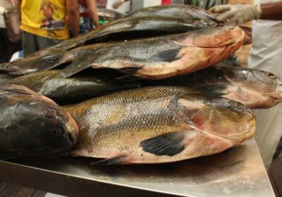 Seca no AM deve ocasionar escassez e aumento no valor do peixe nas feiras