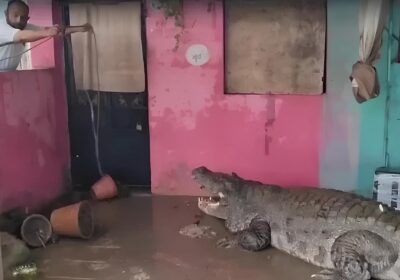 VÍDEO: Crocodilos invadem ruas após enchente; matam homem e comem cachorros