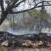 VÍDEOS: Incêndio consome área de mata no Distrito Industrial