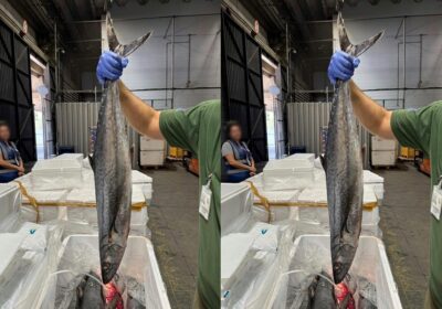 Ibama intercepta quase uma tonelada de pescado com destino aos EUA