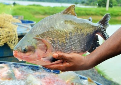 Instituições lançam editais para mestrado e doutorado em Aquicultura