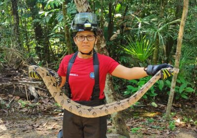 Mais de 500 animais são resgatados em áreas urbanas de Manaus