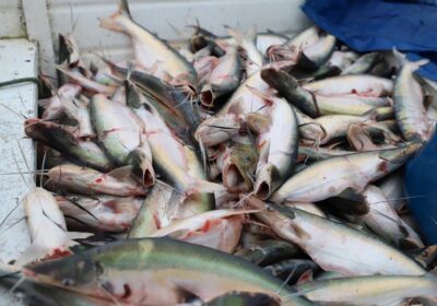 Mais oito espécies de pescado entram em período de defeso no Amazonas