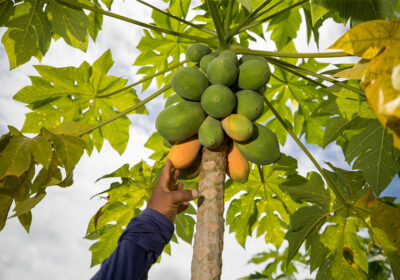 Mamão entra na lista de frutos com trânsito proibido no AM; saiba o motivo