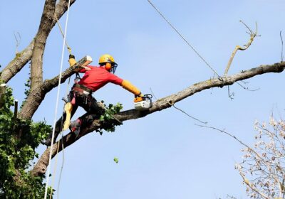 Poda de árvores previne riscos com a chegada dos temporais no Amazonas