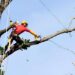 Poda de árvores previne riscos com a chegada dos temporais no Amazonas