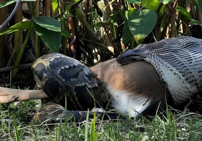 VÍDEO: Cobras píton birmanesas afetam ecossistema da Flórida