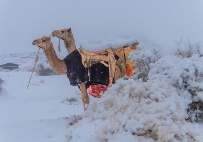 VÍDEO: Deserto saudita fica coberto de neve pela 1ª vez na história