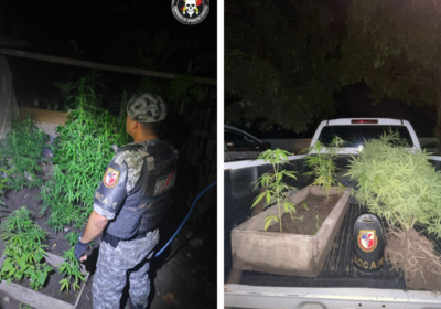 VÍDEO: Plantação de maconha é descoberta em quintal de casa no AM