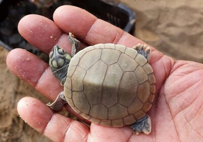 Campanha ambiental garante a segurança de mais de 5 mil ovos de tracajá