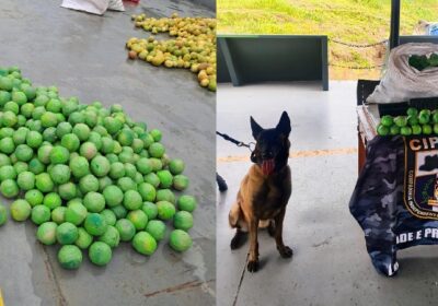 Cocaína em formato de limões é apreendida em embarcação no AM