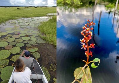 Pesquisa identifica cerca de 200 espécies de algas em rio de Parintins