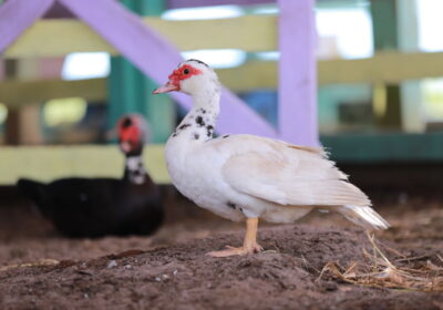 Produtores têm até 13 de dezembro para atualizar cadastro de animais no AM