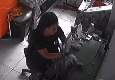 VÍDEO: Cachorro de 8 meses morre durante tosa em pet shop