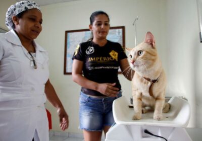 Agendamento para castração de cães e gatos no CCZ abre nesta sexta-feira