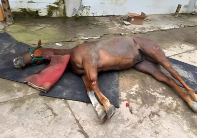 Cavalos morrem em haras de Manaus; contato com toxina é investigado