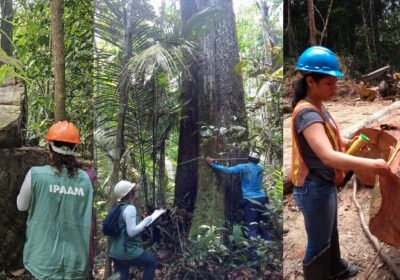 Ipaam anuncia Período de Defeso Florestal no Amazonas