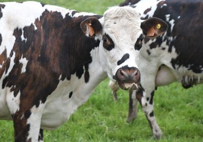 Trabalhador tenta estuprar vaca, leva coice e morre com camisinha no pênis