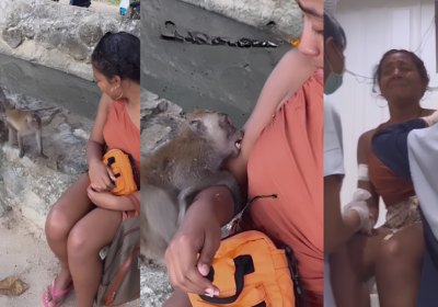 VÍDEO: Brasileira é mordida por macaco na Tailândia; tratamento custou R$ 6 mil