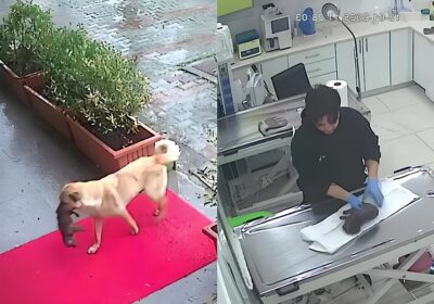 VÍDEO: Cadela caramelo leva filhote até clínica veterinária para pedir ajuda