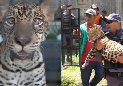 Filhote de onça-pintada criado como ‘pet’ é resgatado no AM