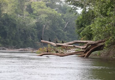 Governo lança edital para concessão da Flona do Jatuarana, no Amazonas