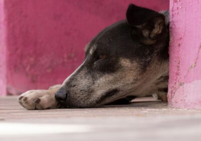 Homem é filmado abusando de cachorro no interior do AM