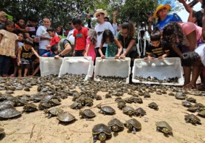 Mais de 4,9 mil quelônios são devolvidos à natureza em Reserva no AM