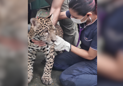 VÍDEO: Ibama atualiza informações sobre ‘Golias’, a onça criada como ‘Pet’ no AM