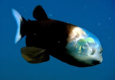 VÍDEO: Peixe com cabeça transparente é registrado nas profundezas do oceano